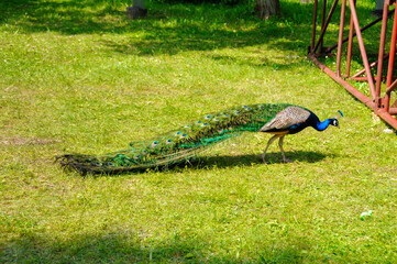Naklejka premium Zoo in Myslecinek quarter in Bydgoszcz, Kuyavian-Pomeranian Voivodeship, Poland.
