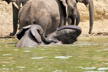 Obraz premium Beautiful portrait of two little elephants playing in the water with their parents in the background in the Kazinga Channel in Uganda