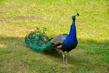 Obraz premium Zoo in Myslecinek quarter in Bydgoszcz, Kuyavian-Pomeranian Voivodeship, Poland.