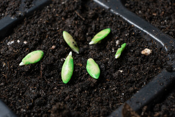 Growing cucumbers from seeds. Step 3 - planting in the ground.