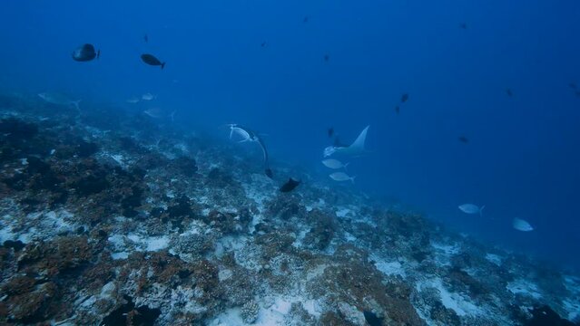 two manta rays coming up from the blue to a tropical coral reef in the south pacific ocean around the islands of Tahiti