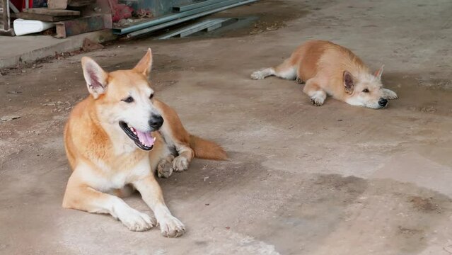 The dog is lying on the floor on a hot day. Sleeping dog watching the house.