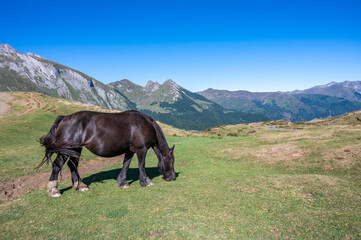Fototapeta na wymiar Portrait of a horse in summer pastures in the Pyrenees