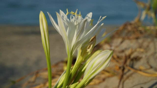 Close-up of a sea daffodil undulating in the wind, Pancratium maritimum with a golden sandy beach and a blurred sea moving in the background.