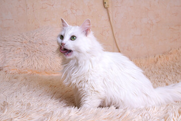 White fluffy cat licks portrait close up