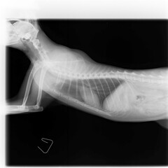 動物病院で撮影した猫の胸部のレントゲン写真