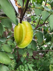 Star fruit hanging on a tree, Selective Focue
