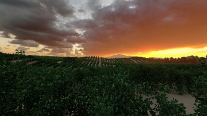 beautiful sky over the vineyard