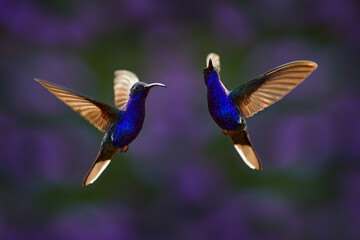 Hummingbird violet Sabrewing, big blue bird flying next to beautiful pink flower with clear green forest nature in background. Tinny bird fly in jungle. Wildlife in tropic Chiapas. Mexico. © ondrejprosicky