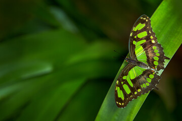 Costa Rica wildlife. Beautiful butterfly Metamorpha stelenes in nature habitat, from Costa Rica. Nice insect sitting on the leave. Nature in tropical forest.