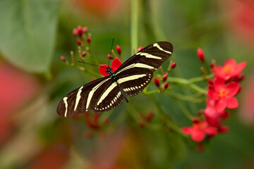 Beautiful butterfly Zebra Longwing, Heliconius charitonius. Butterfly with red flower bloom in the...
