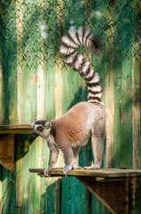 Zoo in Myslecinek quarter in Bydgoszcz, Kuyavian-Pomeranian Voivodeship, Poland.