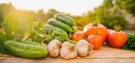 Fresh vegetables on a wooden background. Cucumbers, tomatoes, garlic, dill. Contoured sunlight. Organic farm. Organic vegetables. Summer harvest.