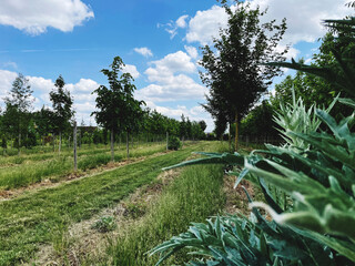 P&eacute;pini&egrave;re re de Rungis