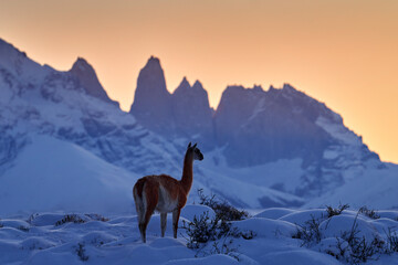 Fototapeta premium Guanaco in Chile, Torres del Paine NP in Patagonie. Winter with snow in South America. Lama guanaco (Lama guanicoe) in the nature habitat, rock hills in the moutains. Sunset with snow in Patagonia.