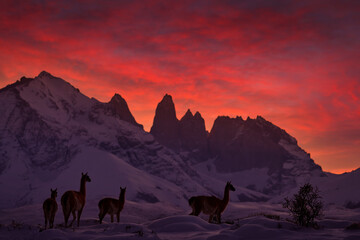 Fototapeta premium Patagonia wildlife. Guanaco in Chile, Torres del Paine NP in Patagonie. Winter with snow in South America. Lama guanaco, Lama guanicoe, nature habitat, rock hills in the moutains. Sunset with wild.