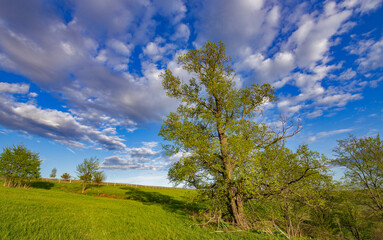 Fototapeta na wymiar Pasture with green grass against a blue sky. Landscape with a tree against a cloudy sky.