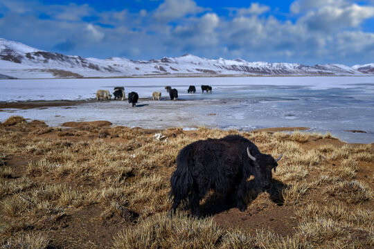 Wild yak, Bos mutus, large bovid native to the Himalayas, winter mountain codition, Tso-Kar lake, Ladakh, India. Yak from Tibetan Plateau, in the snow. Black bull with horn from snowy Tibet.