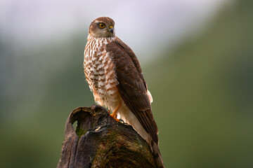 Sparrowhawk, Accipiter nisus, sitting green tree trunk in the forest, back light. Wildlife animal scene from nature. Hawk bird in the winter forest habitat, Germany, Europe.