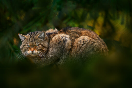 Wild Cat, Felis silvestris, animal in the nature tree forest habitat, hidden in the tree vegetations, Germany, Central Europe. Wildlife scene from nature. Fat wild cat.
