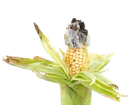 Corn smut disease on maize isolated on white, Ustilago maydis