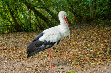 Zoo in Myslecinek quarter in Bydgoszcz, Kuyavian-Pomeranian Voivodeship, Poland.