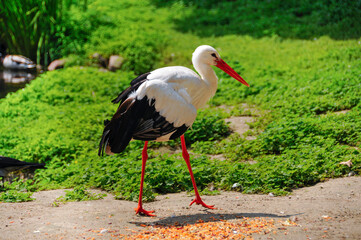 Zoo in Myslecinek quarter in Bydgoszcz, Kuyavian-Pomeranian Voivodeship, Poland.
