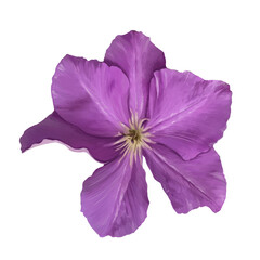 clematis flower illustration