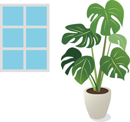 観葉植物のヒメモンステラ