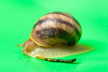 A big garden snail Helix pomatia and its feces on a green background.