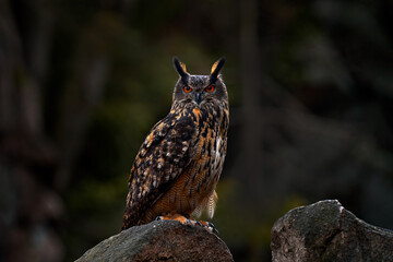 Wildlife scene from wild nature. Big Eurasian Eagle Owl, Bubo bubo, with open bill in rock with green moss. Stone forest with owl.