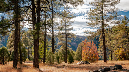 Autumn pine forest trees mountains in a canyon grass meadow vista view in Flagstaff Arizona