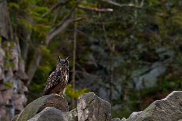 Wildlife scene from wild nature. Big Eurasian Eagle Owl, Bubo bubo, with open bill in rock with green moss. Stone forest with owl.