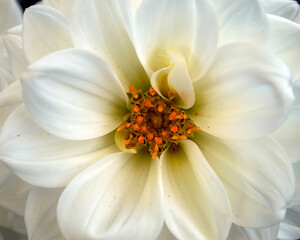 A creamy white colored dahlia flower top view closeup