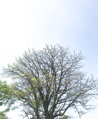 Dry tree with few leaves isolated with blue sky
