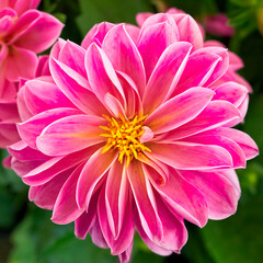 Fototapeta premium A bright pink colored dahlia flower top view closeup
