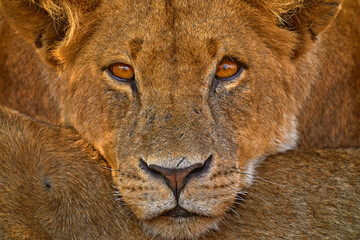 Lion cub, one year old. Detail face close-up portrait in evening light. africa, african, animal, ash, beast, big, botswana, carnivore, cat, danger, dangerous, detail, drink, evening, eyes detail. - obrazy, fototapety, plakaty