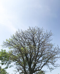 Dry tree with few leaves isolated with blue sky
