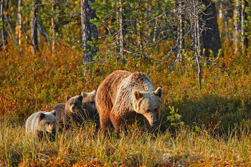 Mother with young. Brown bear hidden in yellow forest. Autumn trees with bear, evening light. Beautiful brown bear walking around lake, fall colours.