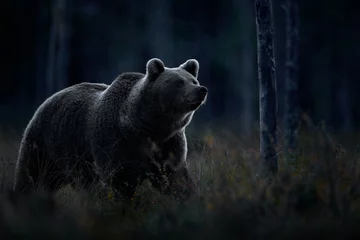 Tierwelt in der Nacht. Braunbär, der im dunklen Nachtwald spaziert. Gefährliches Tier in der Natur Taiga und Wiesenlebensraum. © ondrejprosicky