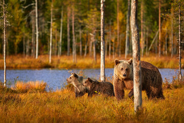 Fototapeta premium Mother with young. Brown bear hidden in yellow forest. Autumn trees with bear, evening light. Beautiful brown bear walking around lake, fall colours.
