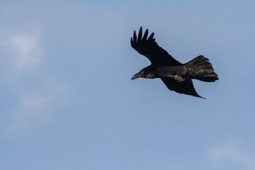 Fototapeta premium Common Raven Corvus corax with open wings flying on blue sky. Black bird. Raven in flight.