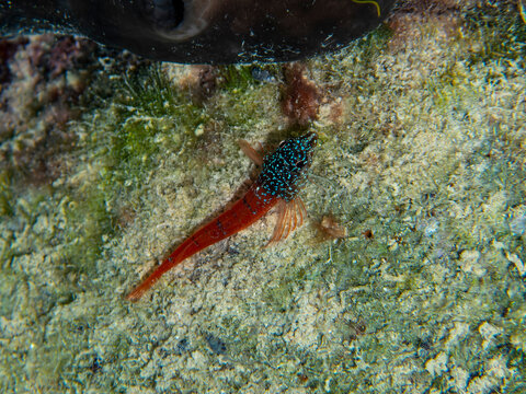 A black and red colored goby fish lies on the reef. Underwater nature scene.