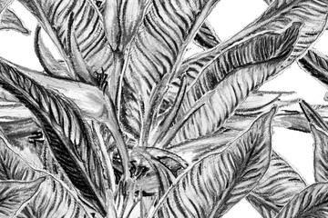 Bird of Paradise Seamless Pattern for Swimwear. Black and White Tropical Leaf Background. Large Polynesia Floral Print. Strelitzia Feminine Exotic Design.  Bird-of-Paradise Spring-Summer Tile