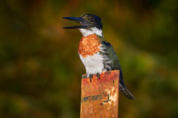 Amazon Kingfisher, Chloroceryle amazona, portrait of green and orange nice bird in Costa Rica....