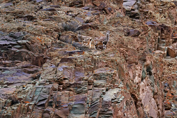 Bharal blauwe schapen, Pseudois nayaur, in de rots met sneeuw, Hemis NP, Ladakh, India in Azië. Bharal in de natuur besneeuwde habitat. Gezichtsportret met hoorns van wilde schapen. Wildlife scene uit de Himalaya.