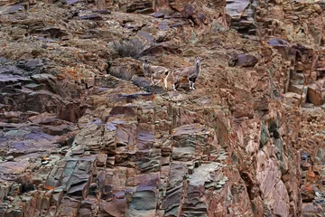 Fotobehang Kangchenjunga Bharal blauwe schapen, Pseudois nayaur, in de rots met sneeuw, Hemis NP, Ladakh, India in Azië. Bharal in de natuur besneeuwde habitat. Gezichtsportret met hoorns van wilde schapen. Wildlife scene uit de Himalaya.