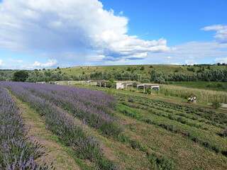 Fototapeta na wymiar An amazing natural picture of a boundless purple sea of ​​blooming lavender bushes connecting on the horizon with a sunny blue barely cloudy sky.