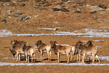 Urial, Ovis vignei, also known as the arkars. Herd of wild sheep on the nature habitat, Tso Kar lake in Himalaya in India. Wild animal from Tibet mountain in Asia. Urial in the mountain.