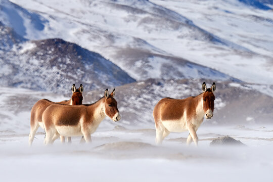 Kiang from Tibetan Plateau, in the snow. Wild asses heard, Tibet. Wildlife scene, nature.   Kiang, Equus kiang, largest of the wild asses, winter mountain codition, Tso-Kar lake, Ladakh, India.